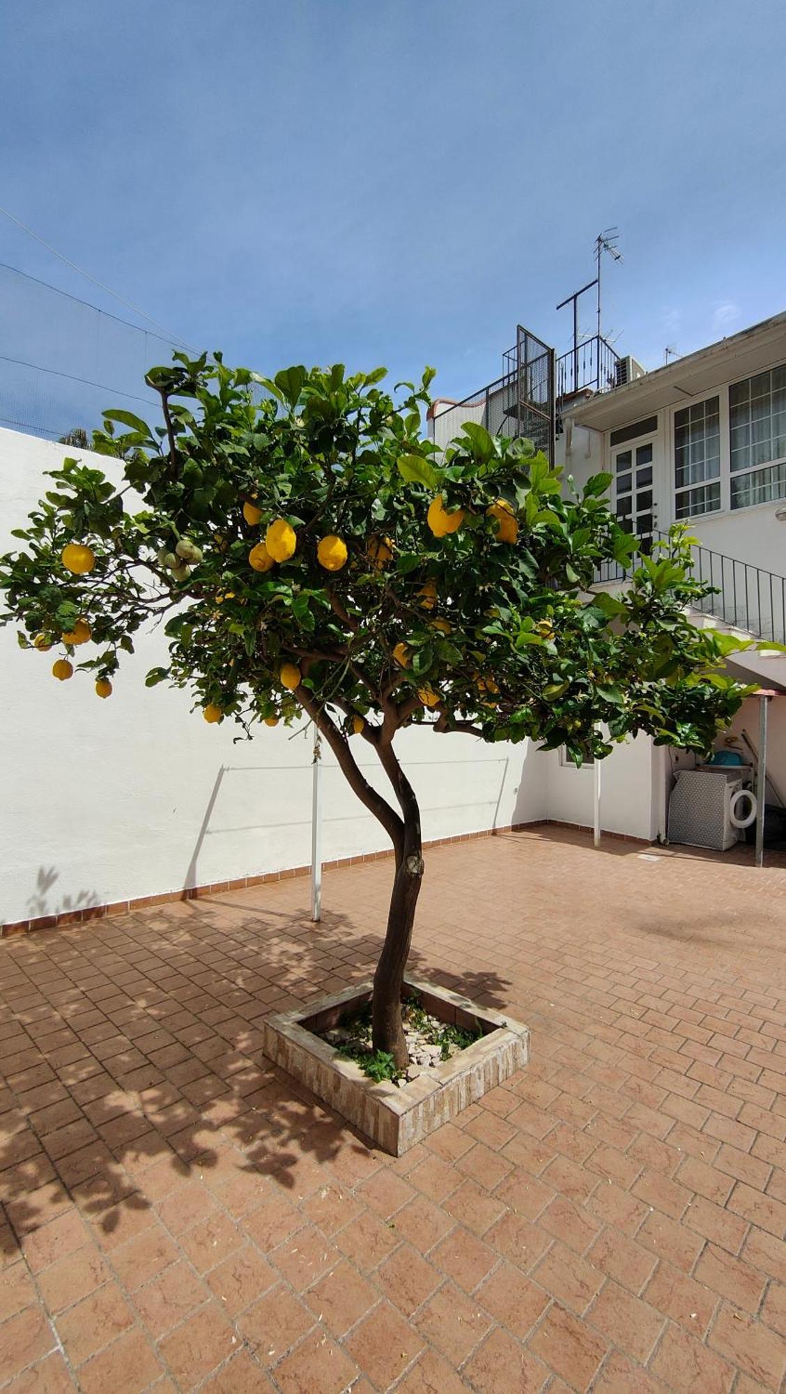 Casa Rinuccia Βίλα Casamicciola Terme Εξωτερικό φωτογραφία